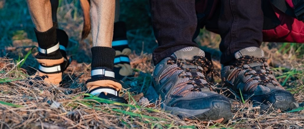 Chien Portant Des Chaussures Ou Des Bottes