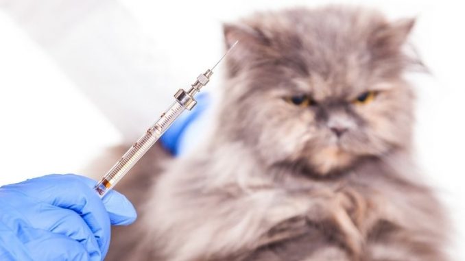 Est Il Possible De Vacciner Vous Meme Votre Animal