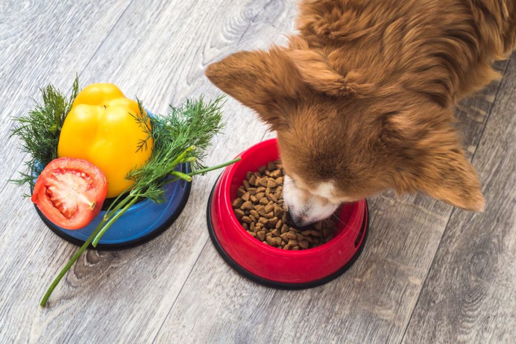 Quels sont les aliments à ne surtout pas donner à son chien ?