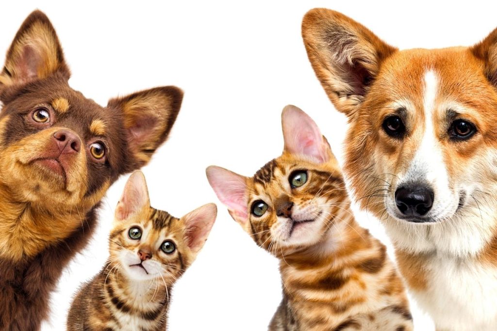 Ce que vous devez faire en cas d'urgence pour votre chien ou chat