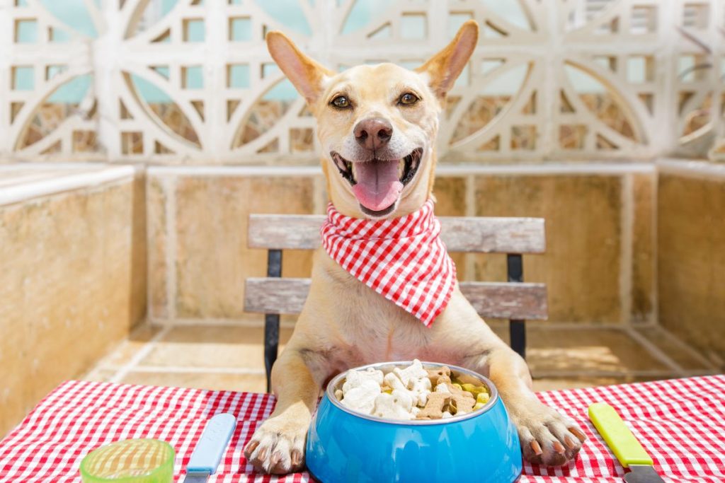 Comment stimuler l'envie de manger de votre chien ?