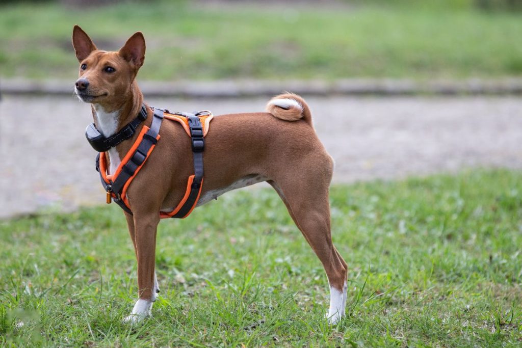 Pourquoi il ne faut pas mettre de harnais à un chiot ?